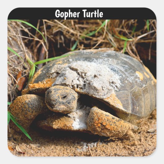 Gopher Turtle Quadratischer Aufkleber (Vorderseite)