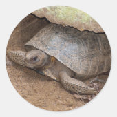 Gopher Turtle Runder Aufkleber (Vorderseite)