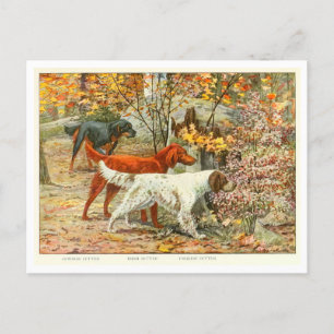 Gordon-, Irischer und English Setter-Hunde Postkar Postkarte