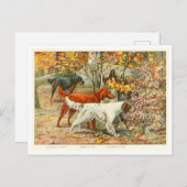 Gordon, Irish und English Setter Dogs Postcard Postkarte (Vorne/Hinten)