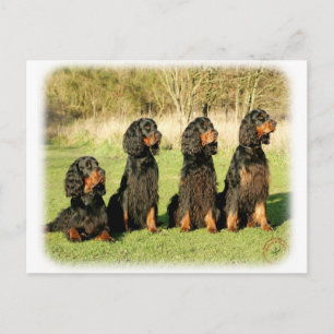 Gordon Setter 9Y105D-080 Postkarte