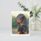 Gordon Setter 9Y109D-021 Postkarte (Stehend Vorderseite)