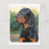 Gordon Setter 9Y109D-021 Postkarte (Vorderseite)