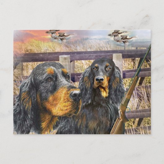 Gordon Setter auf einer Jagdgeschenke Postkarte (Vorderseite)