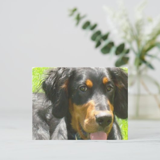 Gordon Setter Dog Postkarte (Stehend Vorderseite)