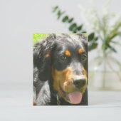 Gordon Setter Dog Postkarte (Stehend Vorderseite)