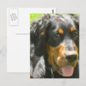 Gordon Setter Dog Postkarte (Vorne/Hinten)