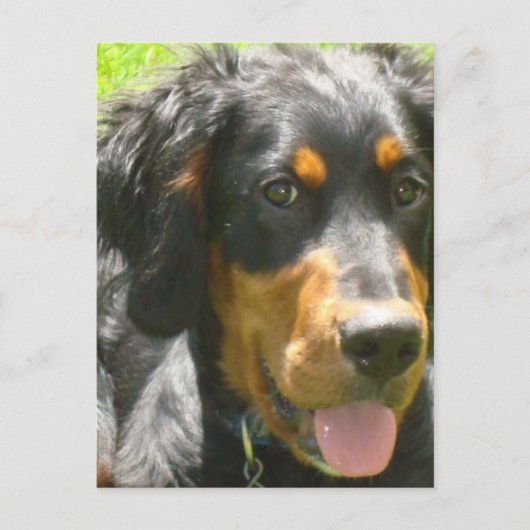 Gordon Setter Dog Postkarte (Vorderseite)