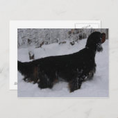 Gordon Setter Foto Postkarte (Vorne/Hinten)