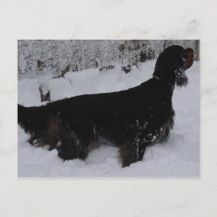 Gordon Setter Foto Postkarte
