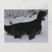 Gordon Setter Foto Postkarte (Vorderseite)