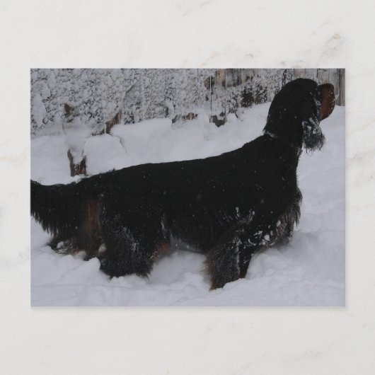Gordon Setter Foto Postkarte (Vorderseite)