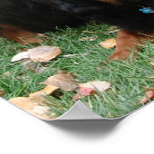 Gordon Setter Generationen Canvas Print Poster (Ecke)