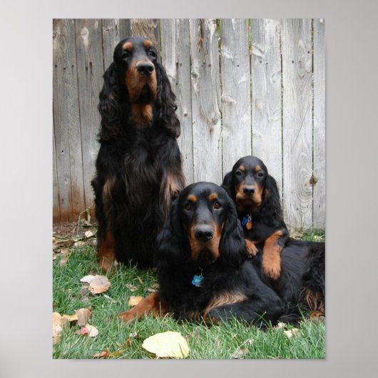 Gordon Setter Generationen Canvas Print Poster (Vorne)