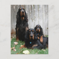 Gordon Setter Generationen Postkarte