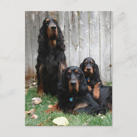 Gordon Setter Generationen Postkarte (Vorderseite)