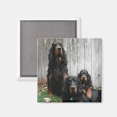 Gordon Setter Generations Magnet (Vorderseite/Rückseite)