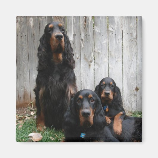 Gordon Setter Generations Magnet (Vorne)