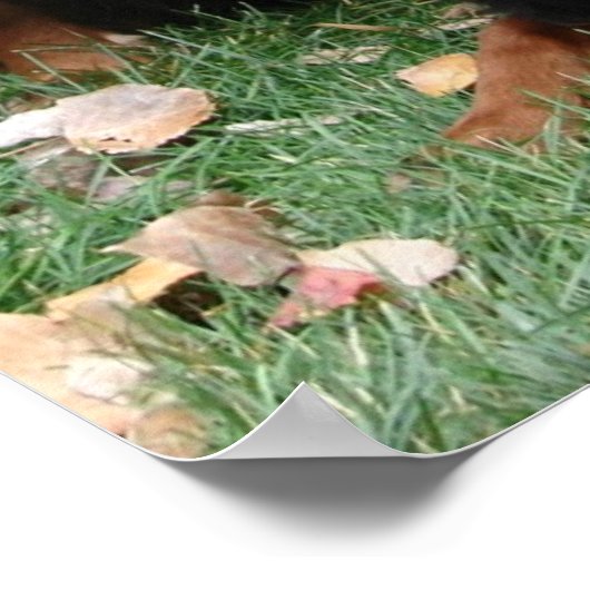 Gordon Setter Generations Poster (Ecke)