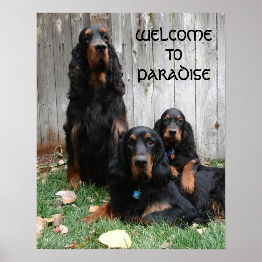 Gordon Setter Generations Poster (Vorne)