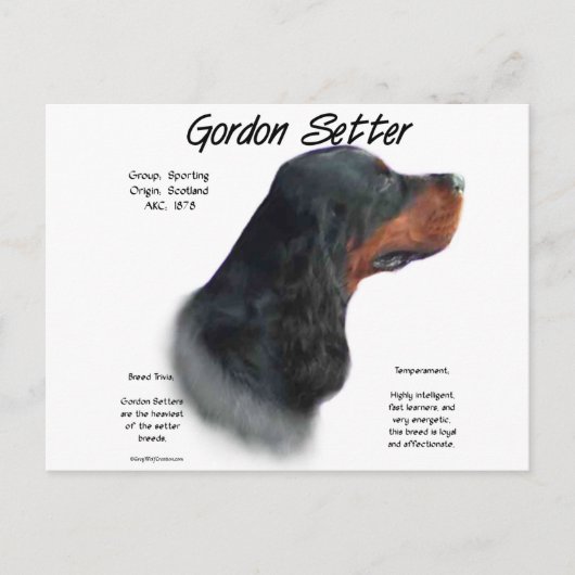 Gordon Setter History Design Postkarte (Vorderseite)