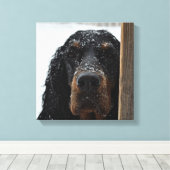 Gordon Setter im Winter ummantelte Canvas Leinwanddruck (Insitu (Holzboden))