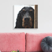Gordon Setter im Winter ummantelte Canvas Leinwanddruck (Insitu (Wohnzimmer))