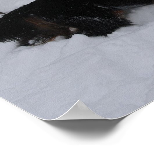 Gordon Setter in einem Schneesturm Canvas Print Poster (Ecke)