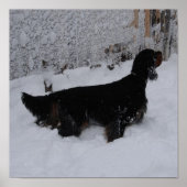 Gordon Setter in einem Schneesturm Canvas Print Poster (Vorne)