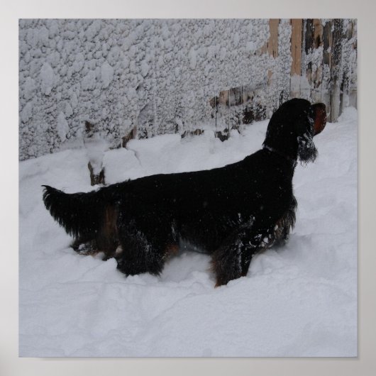 Gordon Setter in einem Schneesturm Canvas Print Poster (Vorne)