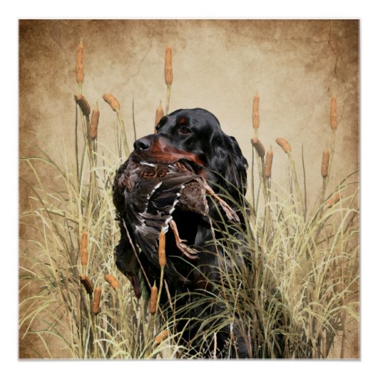 Gordon Setter , Jagdband für Enten Poster (Vorderseite)