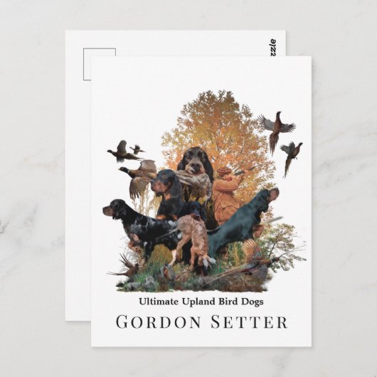 Gordon Setter, Jagdsaison Postkarte (Vorne/Hinten)