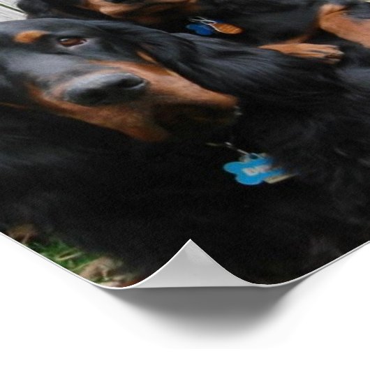 Gordon Setter Pals Canvas Print Poster (Ecke)