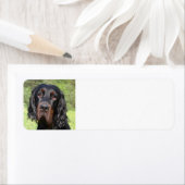 Gordon setter.png (Insitu)