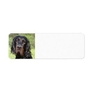 Gordon setter.png