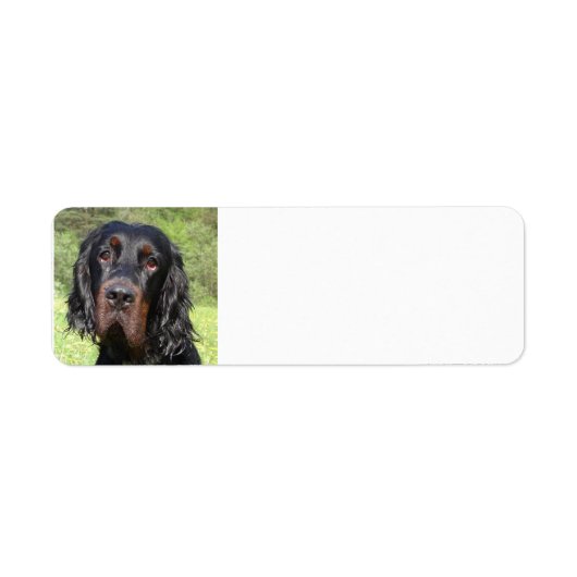 Gordon setter.png (Vorne)