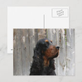 Gordon Setter Postcard Postkarte (Vorne/Hinten)