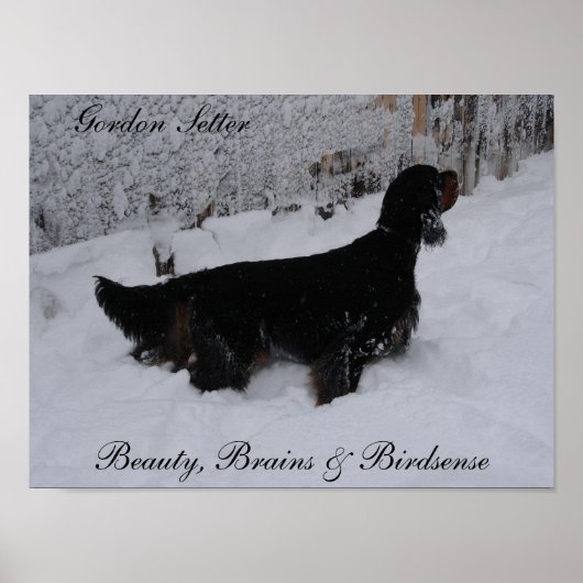 Gordon Setter Poster (Vorne)