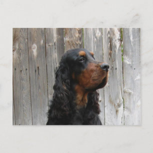 Gordon Setter Postkarte