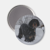 Gordon Setter Puppy Magnet (Vorderseite/Rückseite)