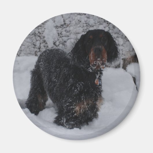 Gordon Setter Puppy Magnet (Vorne)