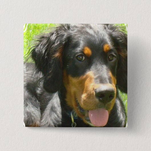 Gordon-Setzer-HundeButton Button (Vorderseite)