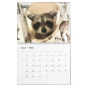 Gordon Wildlife Raccoon Kalender 2024 (Mär 2026)