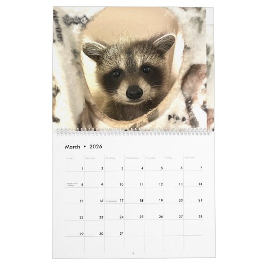 Gordon Wildlife Raccoon Kalender 2024 (Mär 2026)