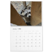 Gordon Wildlife Raccoon Kalender 2024 (Jan 2026)