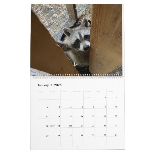 Gordon Wildlife Raccoon Kalender 2024 (Jan 2026)