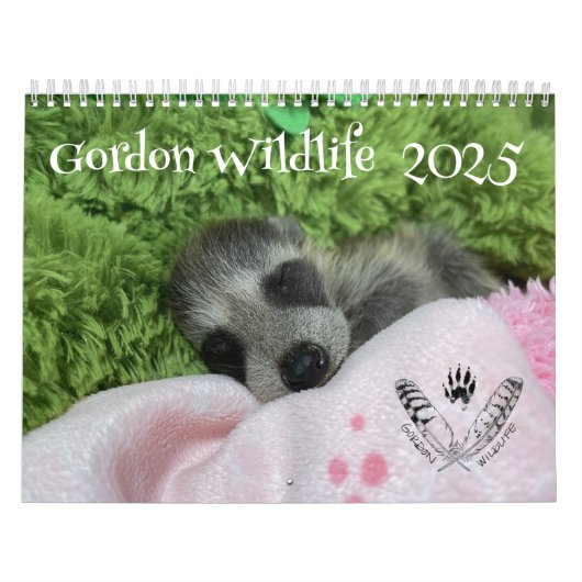 Gordon Wildlife Raccoon Kalender 2025 (Titelbild)