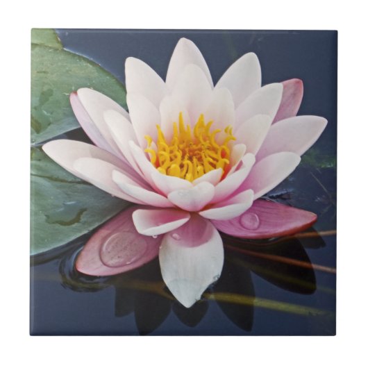 GORGEÖS PALENPINK LOTUS BLOSSOM MIT WASSERDROPS FLIESE (Vorderseite)