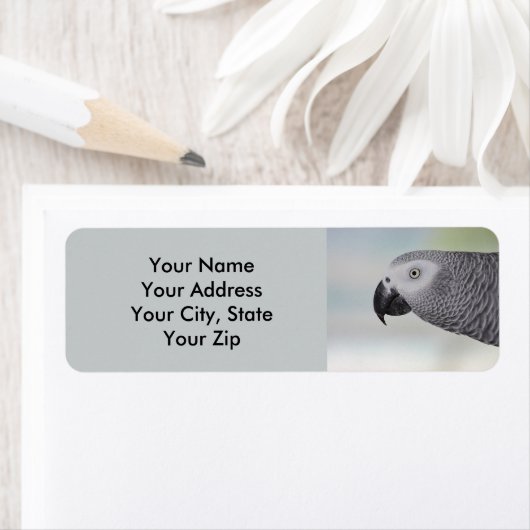 Gorgeous African Gray Parrot (Insitu)