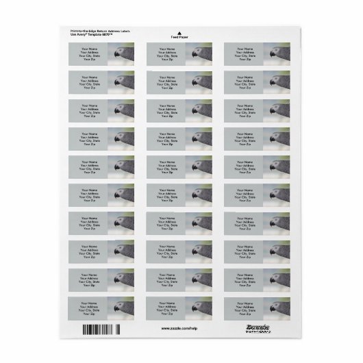 Gorgeous African Gray Parrot (Vorne)